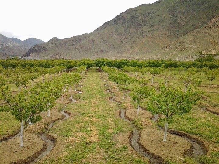 21622066_1422168324565905_245663532_n